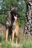 MALINOIS 064